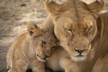 A Lioness and Her Cub's Tender Moment