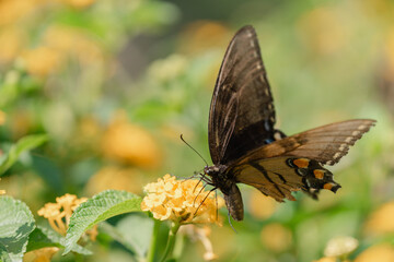 butterfly on a flower
