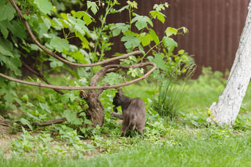 A curious cat ventures through a vibrant garden, exploring the greenery and an intricately twisted vine under the warm afternoon sun