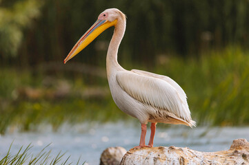 A pelican perches elegantly on a log, overlooking the shimmering lake surrounded by lush greenery under a bright sky