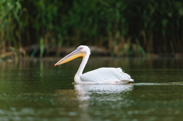 A white pelican glides across a calm lake, its vibrant bill contrasting against the peaceful waters and lush background