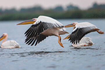 A group of egrets takes flight over serene waters as the sun sets, showcasing the beauty of nature in perfect harmony