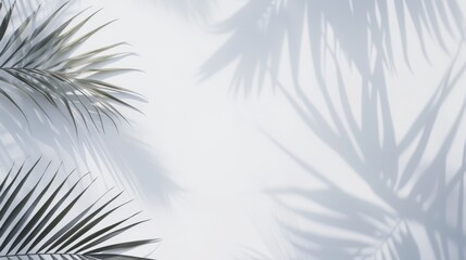 Aerial perspective of palm leaf shadow on a white background, refined simplicity