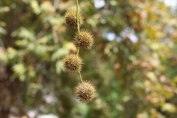 plane tree seeds on the tree