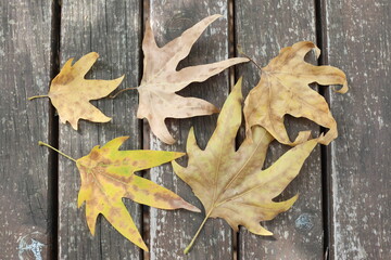 autumn leaf on old background. Plane tree leaf on the bench