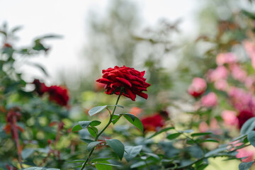 red flowers in the garden