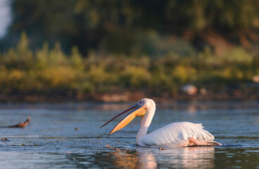 A white pelican swims smoothly in calm waters, sipping the early morning light while foraging for fish