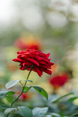 red rose in a garden