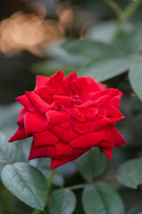 red rose in the garden
