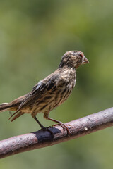 sparrow on a branch