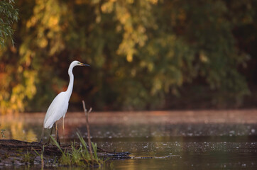 A solitary white egret watches intently from the water's edge as the sun sets, casting a warm glow on the tranquil landscape around it