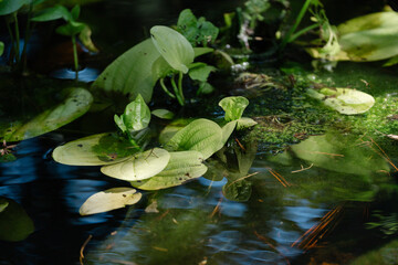 Lily pad in pond