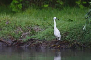 A white heron gazes intently at the water, poised elegantly at the edge of a serene riverbank surrounded by green grass