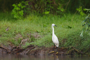 A white heron stands elegantly by the riverbank, observing its surroundings in the early morning light, amidst a backdrop of lush foliage