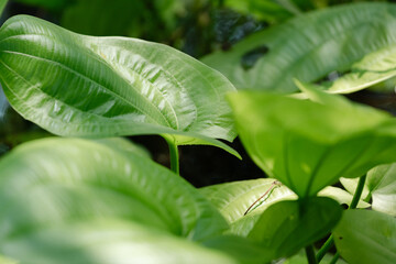 close up of green leaves