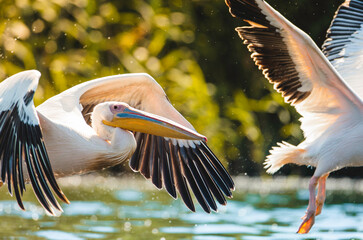 Two pelicans soar gracefully over the shimmering water, their wings spread wide against a backdrop of lush greenery