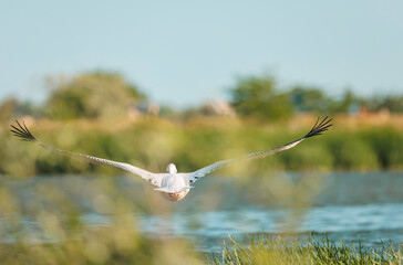 A beautiful white pelican gracefully glides over a shimmering lake surrounded by vibrant greenery and distant trees