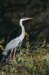 A heron gracefully perches on a branch, surrounded by vibrant foliage, catching the early morning light by the calm waters