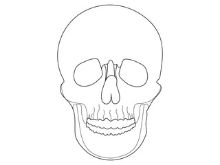 human skull drawn one line art vector illustration   