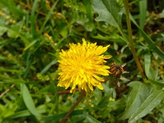 A yellow dandelion in the garden. Weeds on the beds in the garden, in the garden. Background, place for text. The benefits of dandelions. Background, place for text.
