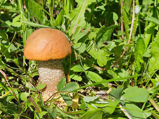 One large Red Top Bolete wild mushroom growing in the sunlight with lush green foliage...
