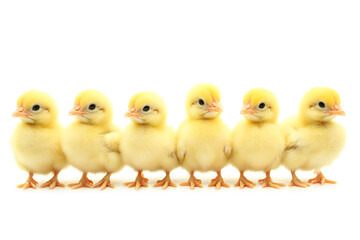 Naklejka premium Yellow broilers on a white background, beautiful young chickens