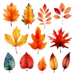 Obraz premium A collection of 12 autumn leaves in various shapes, colors and textures, isolated on a transparent background.