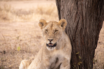 Wild Beauty: A Lioness's Regal Stare
