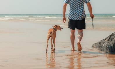 One man walking near ocean with pet Whippet dog on sandy beach, summer daytime, Cornwall, UK