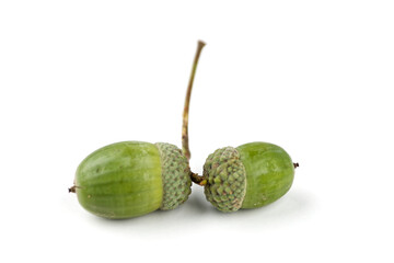 Green fruits of oak, group of still green acorns isolated with white © HighDispersion