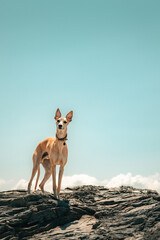 Whippet dog standing looking on rocky cliff landscape with blue sky background, sunny summer day,...