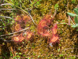 plant sundew in a swamp