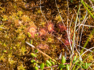 sundew in a swamp