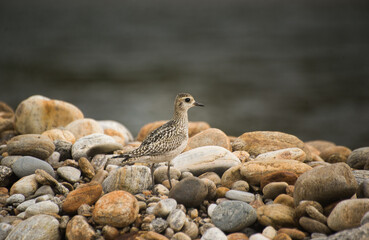 Pacific Golden Plover in Bumdeling Wildlife Sanctuary in Trashi Yangtse, Bhutan