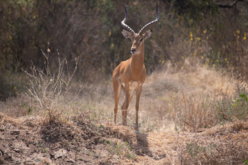 Serengeti Stance: An Impala Stands Tall Against the Savanna