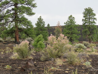 Green Coniferous Trees and Pink Flowered Brush in Ash Covered Landscape at Sunset National Monument in Arizona