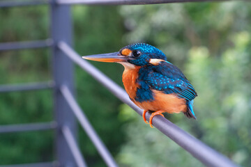 indigo-naped kingfisher