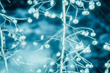 箱根のクリスマスのイルミネーション