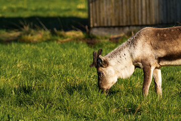Reindeer or caribou (Rangifer tarandus) eating grass
