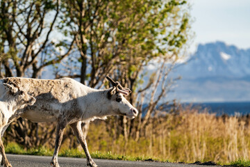 White reindeer or caribou (Rangifer tarandus) standing on a road in Norway with mountains in the background