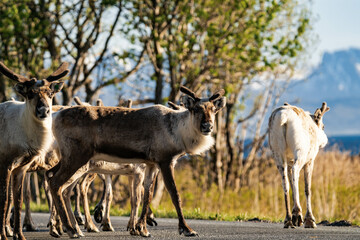 Reindeer group or caribou (Rangifer tarandus) standing on a street in Norway with mountains in the background