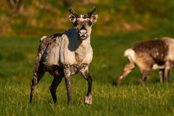 Reindeer or caribou (Rangifer tarandus) looking straight into the camera