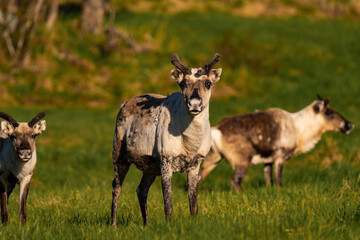 Reindeer or caribou (Rangifer tarandus) looking straight into the camera
