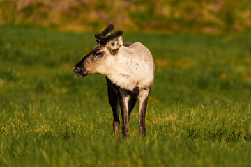 Reindeer or caribou (Rangifer tarandus) side view