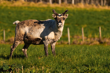 Reindeer or caribou (Rangifer tarandus) looking straight into the camera