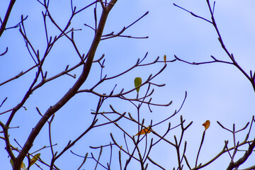 Grass and trees with the blue sky background. Clear Sky. Nature scene, nature background.