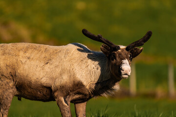 Reindeer or caribou (Rangifer tarandus) looking straight into the camera