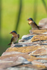 Pacific Swallow