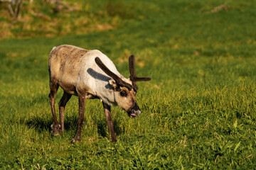 Reindeer or caribou (Rangifer tarandus) walking