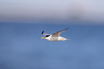 Little tern in flight